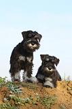 SCHNAUZER NAIN 033